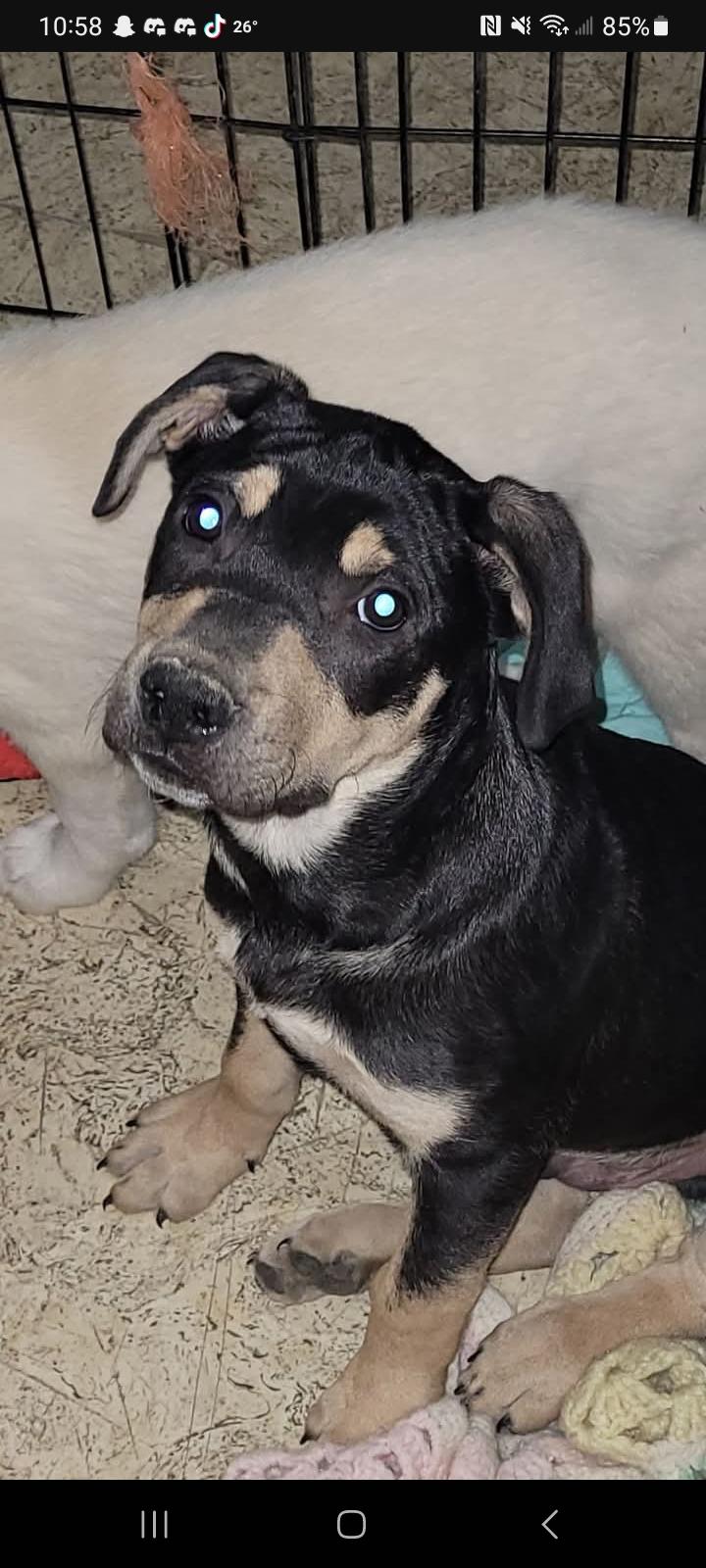 Moose, ADOPTABLE, Puppy Male Shepherd.