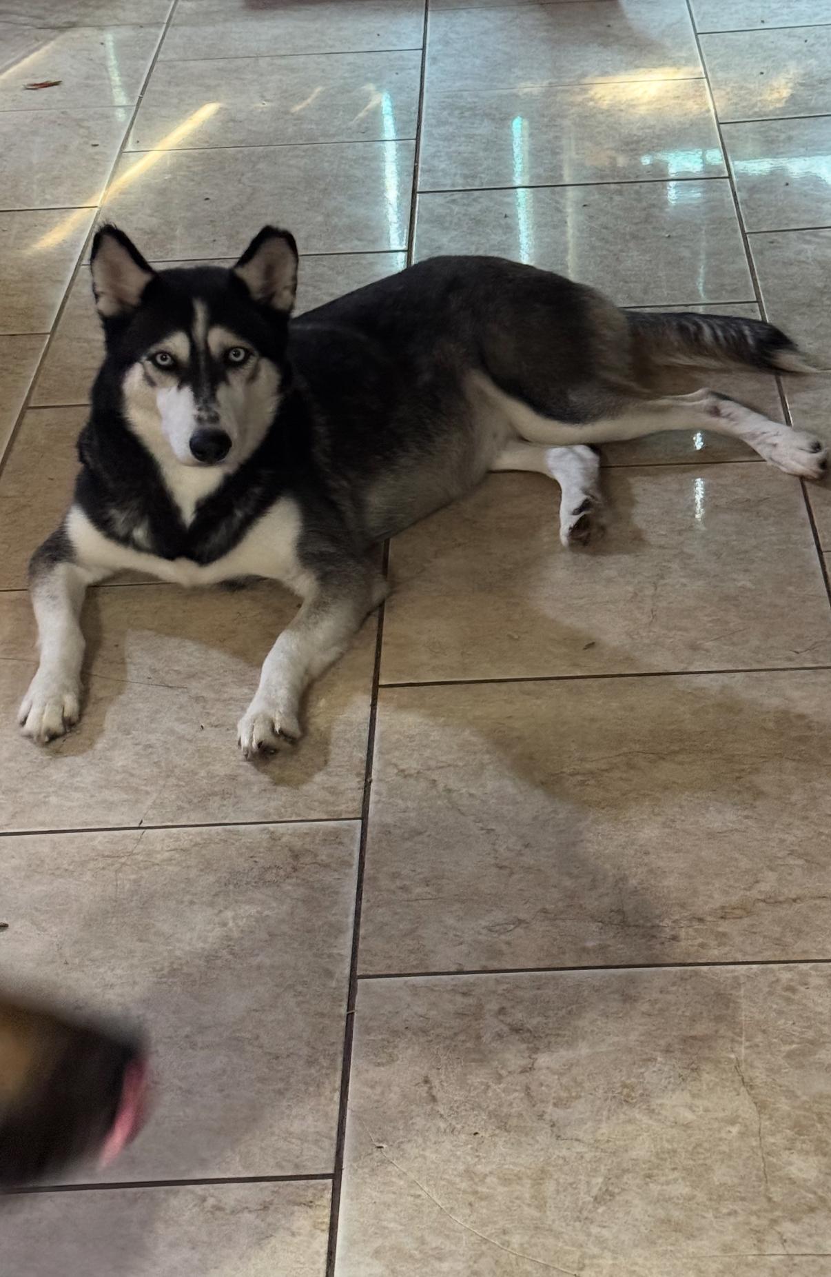 Bluebell, Adoptable, Adult Female Siberian Husky.