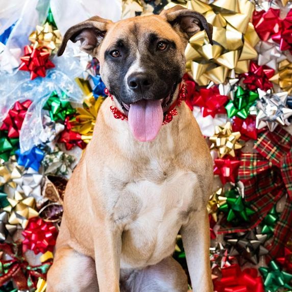 Tiramisu, a Adoptable mixed breed in Toledo, OH image 5/5