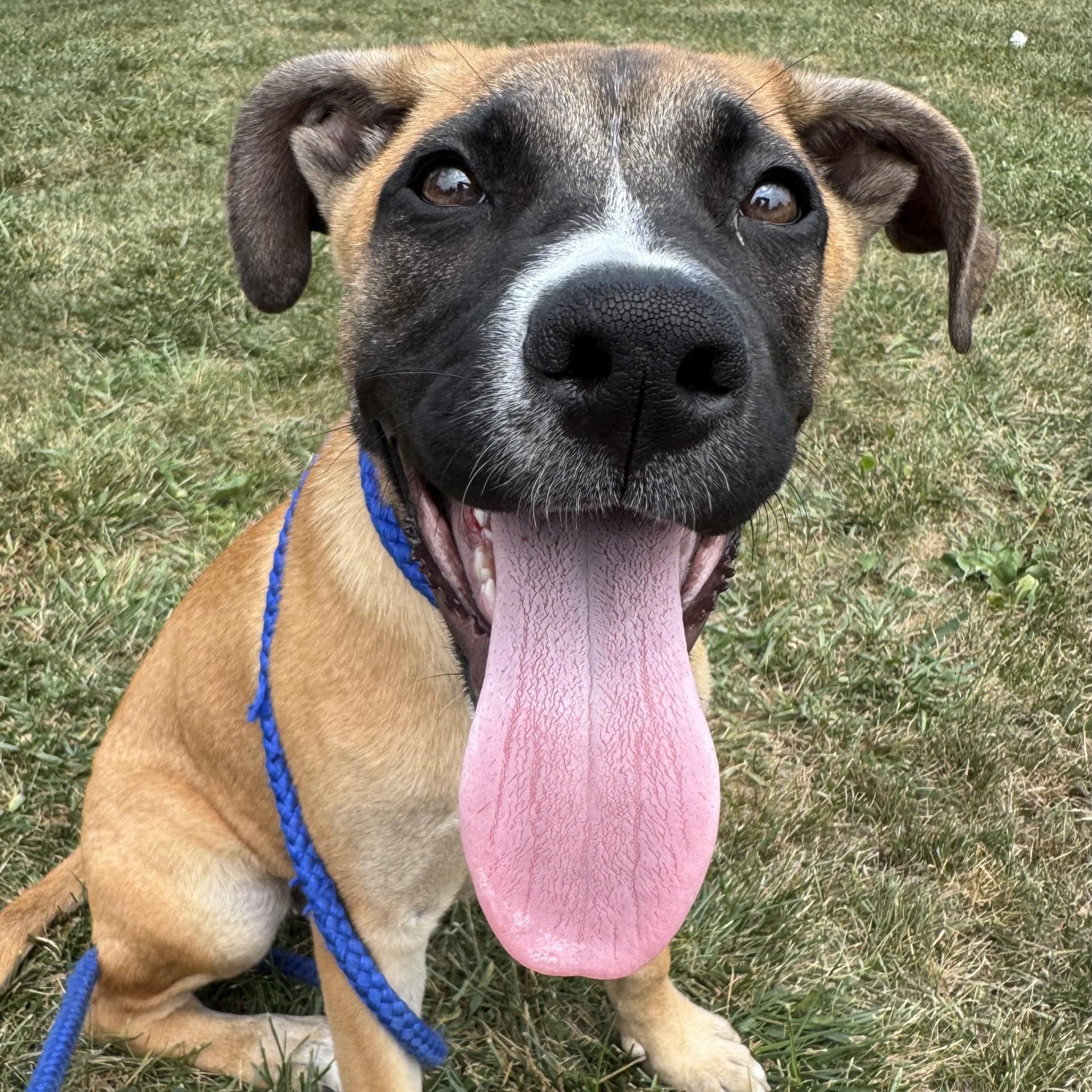 Tiramisu, a Adoptable mixed breed in Toledo, OH image 2/5