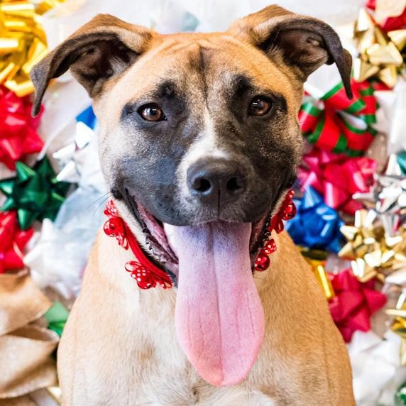 Tiramisu, a Adoptable mixed breed in Toledo, OH image 1/5