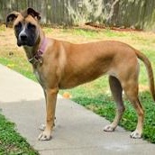 Tiramisu, a Adoptable mixed breed in Toledo, OH image 3/5