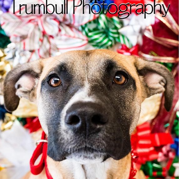 Tiramisu, a Adoptable mixed breed in Toledo, OH image 4/5