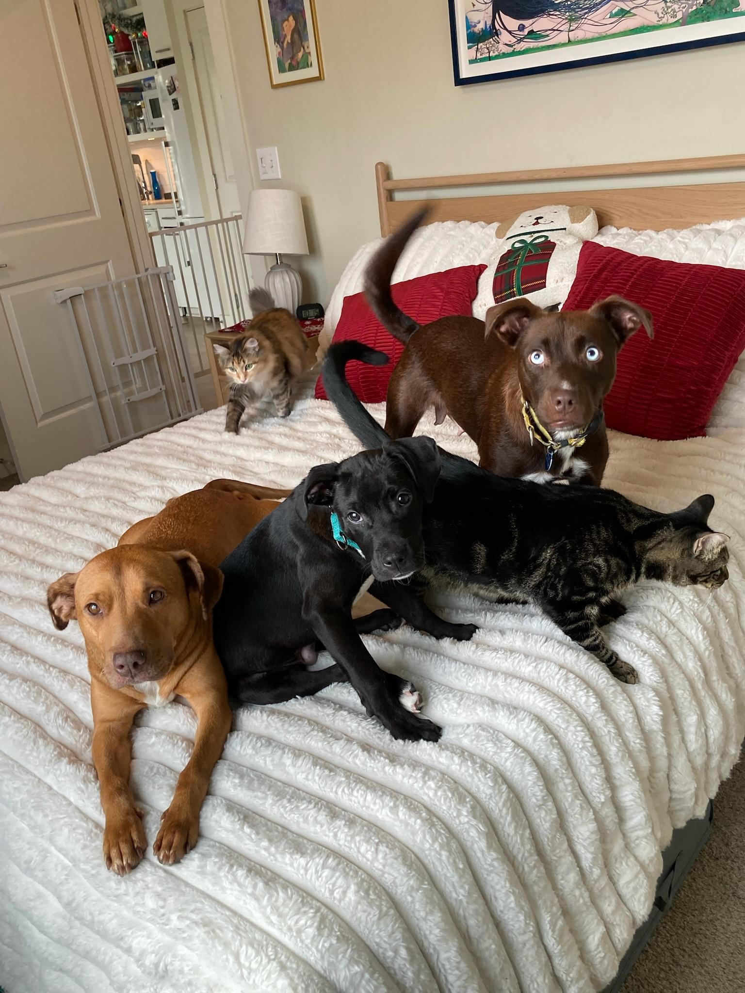 Enlarge Bethanne, a ADOPTABLE mixed breed in tampa, FL image 2/6