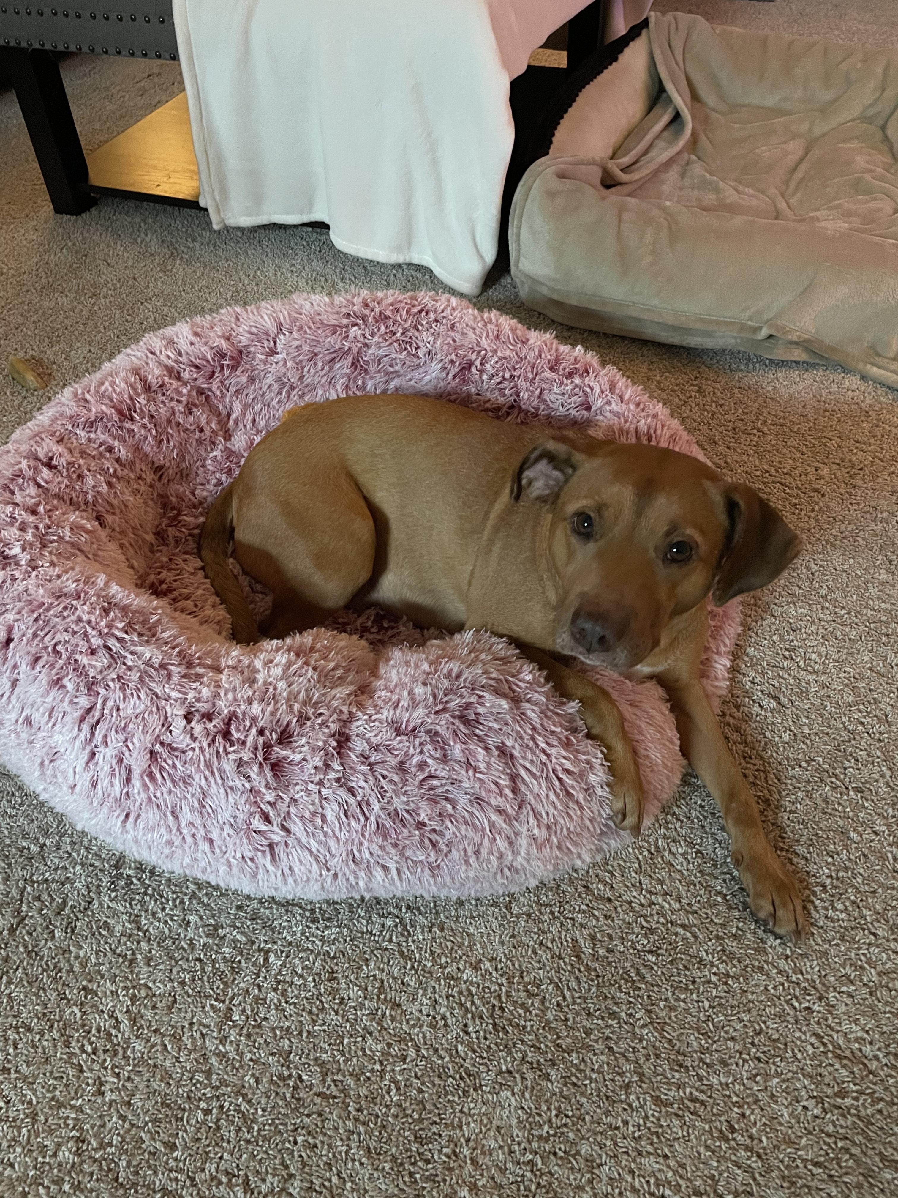 Enlarge Bethanne, a ADOPTABLE mixed breed in tampa, FL image 5/6