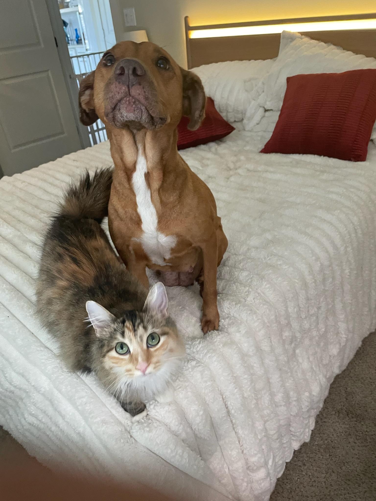 Enlarge Bethanne, a ADOPTABLE mixed breed in tampa, FL image 3/6