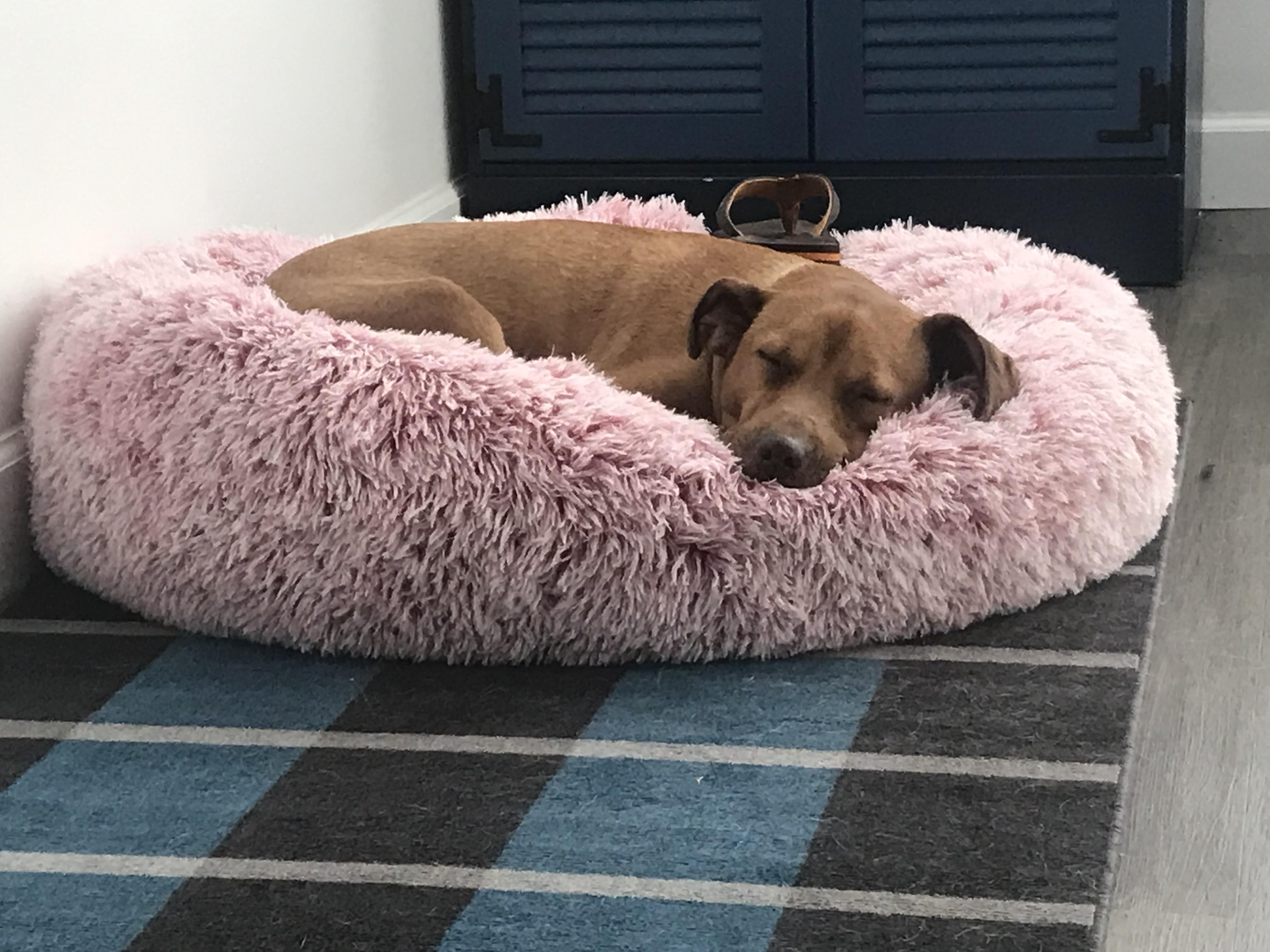 Enlarge Bethanne, a ADOPTABLE mixed breed in tampa, FL image 4/6