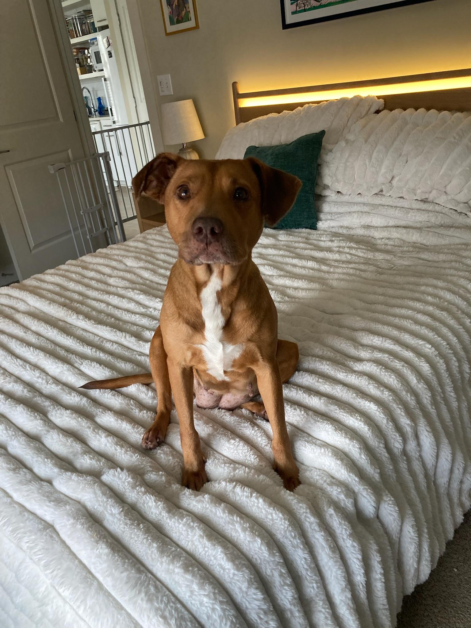 Enlarge Bethanne, a ADOPTABLE mixed breed in tampa, FL image 1/6