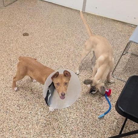 Gouda, Adoptable, Young Female Husky & Mixed Breed.