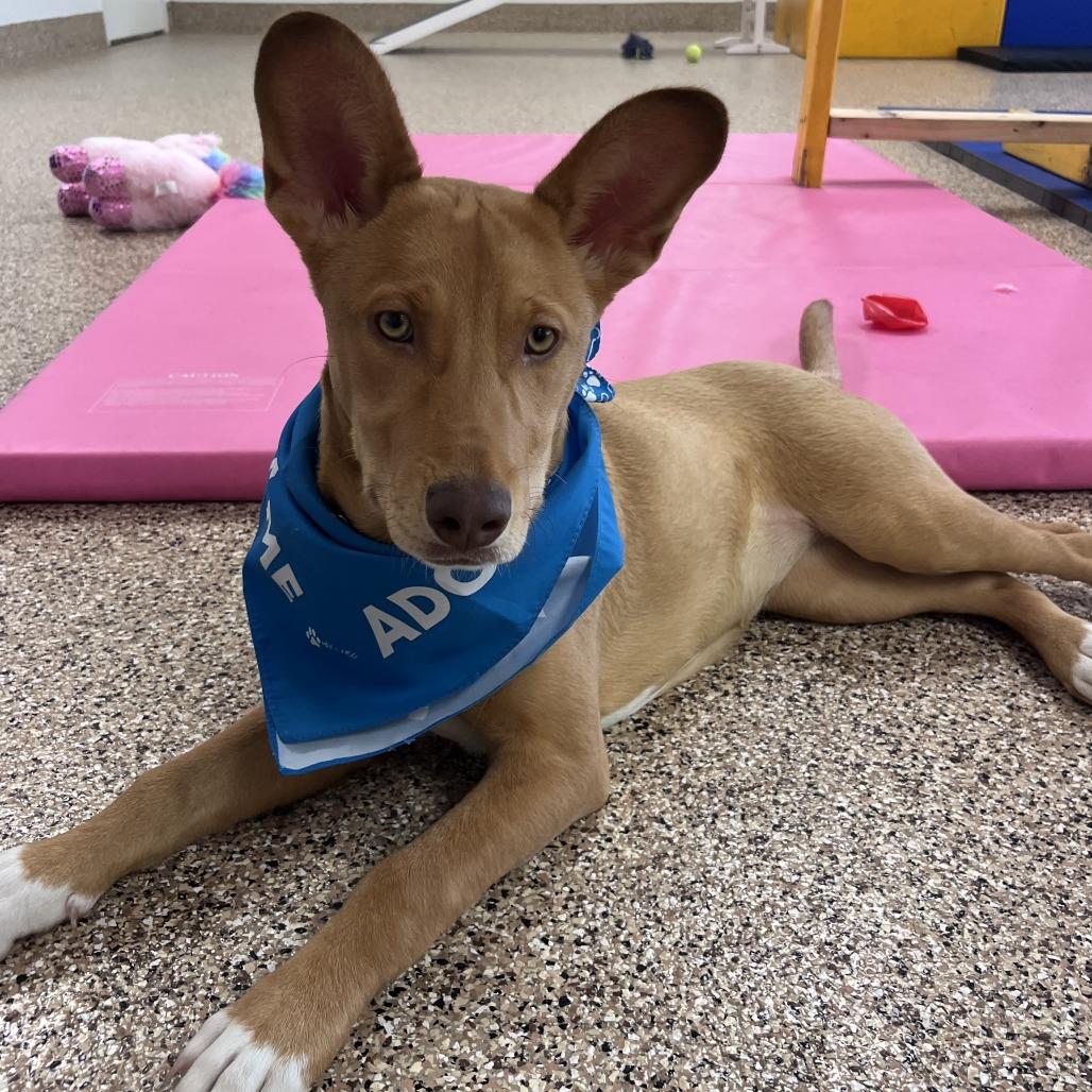 Gouda, a Adoptable mixed breed in Tempe, AZ image 3/6
