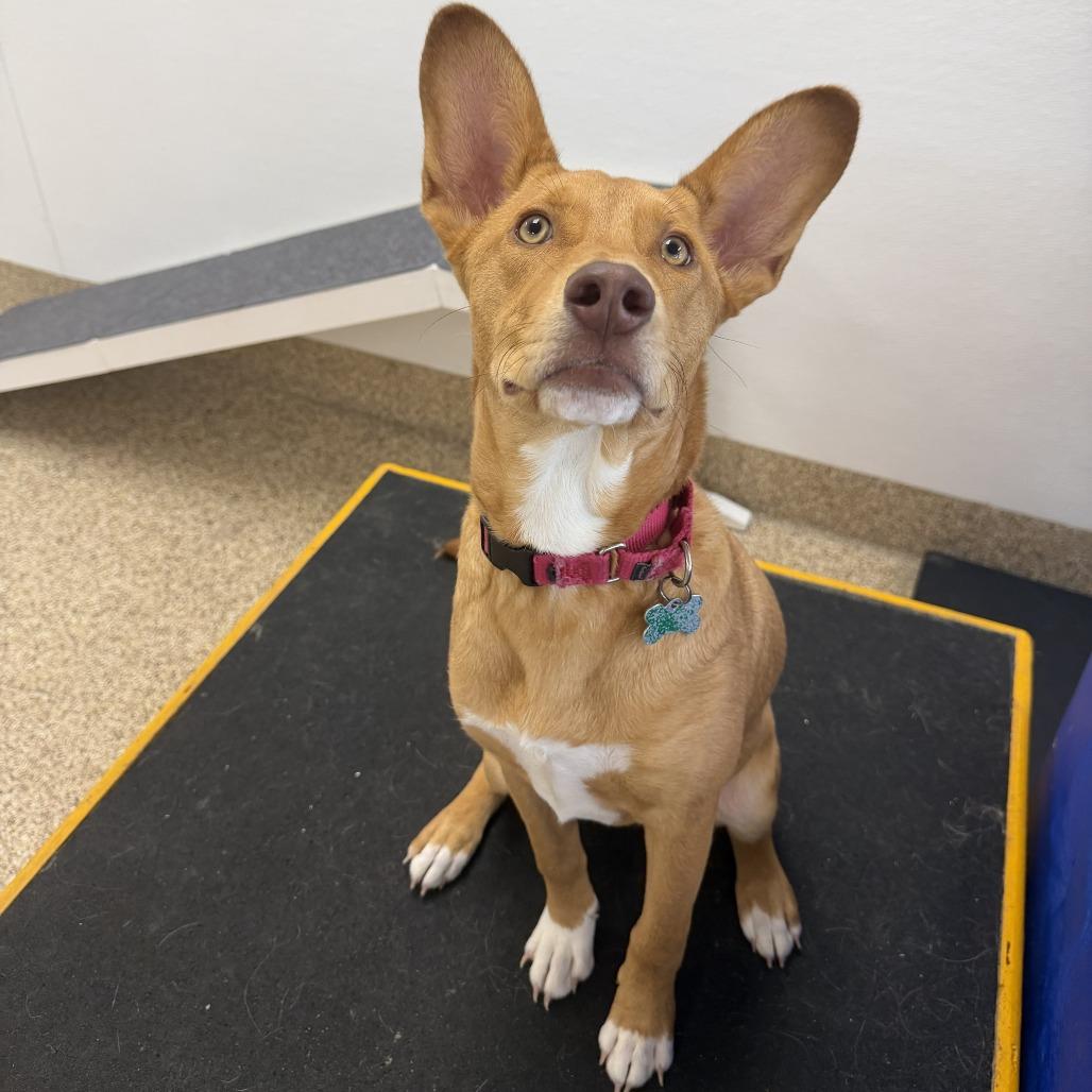 Enlarge Gouda, a Adoptable mixed breed in Tempe, AZ image 2/6