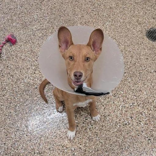 Gouda, a Adoptable mixed breed in Tempe, AZ image 4/6