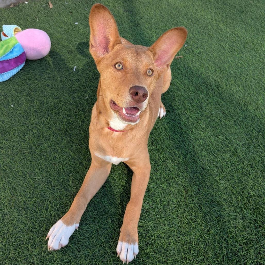 Enlarge Gouda, a Adoptable mixed breed in Tempe, AZ image 3/6