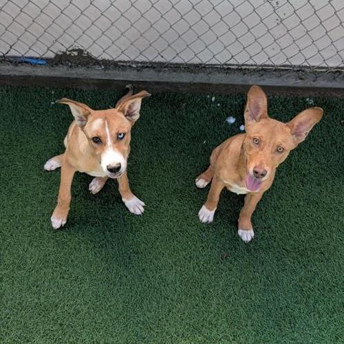 Gouda, a Adoptable mixed breed in Tempe, AZ image 5/6