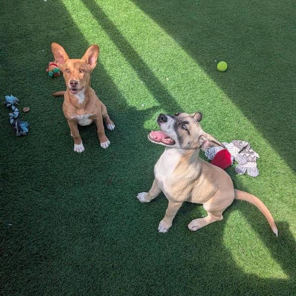 Gouda, a Adoptable mixed breed in Tempe, AZ image 6/6