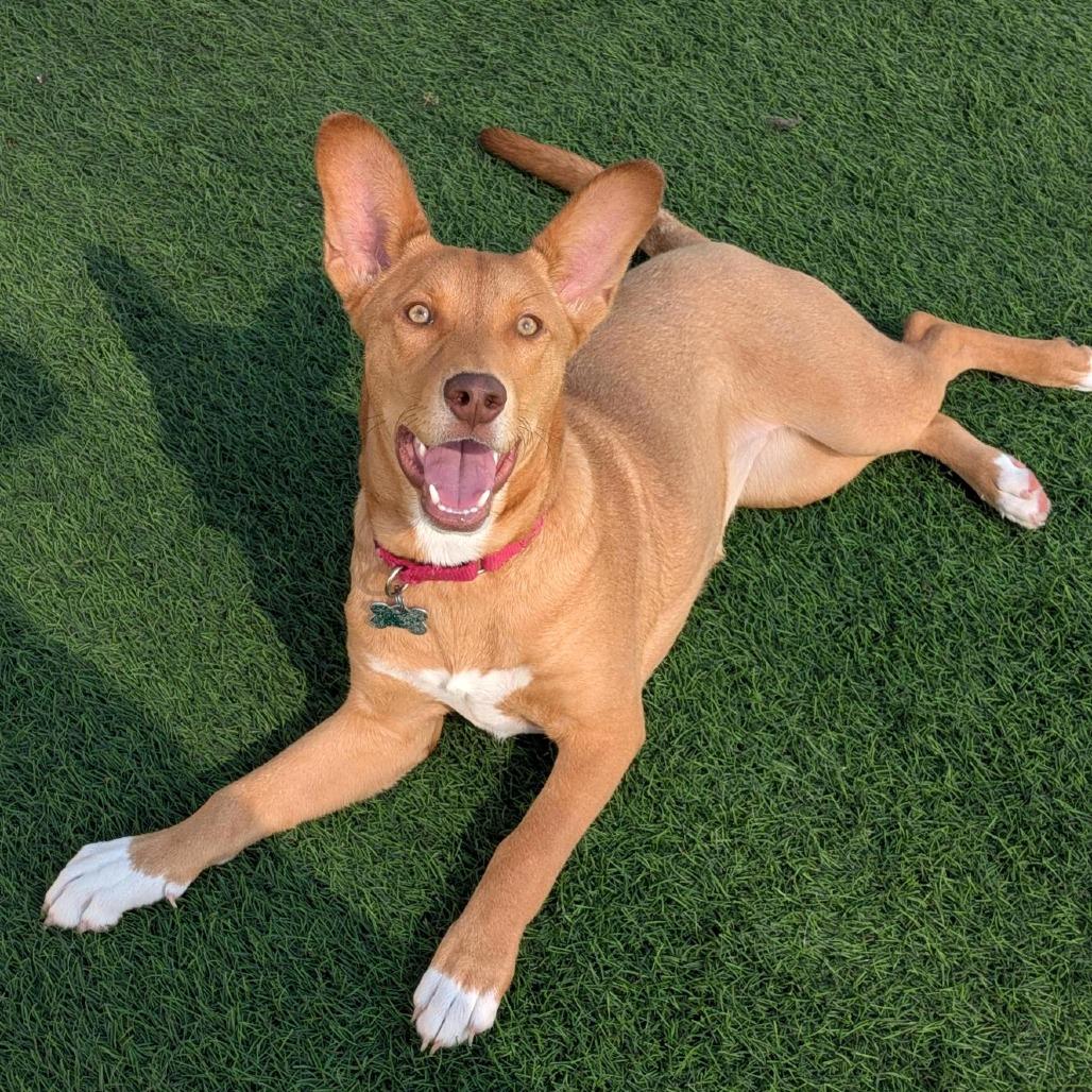 Enlarge Gouda, a Adoptable mixed breed in Tempe, AZ image 4/6