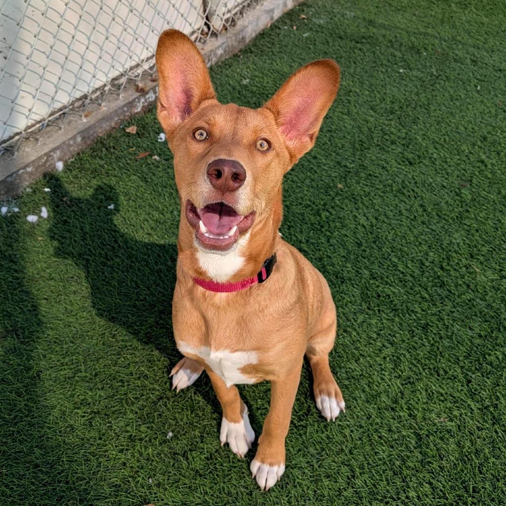 Enlarge Gouda, a Adoptable mixed breed in Tempe, AZ image 5/6
