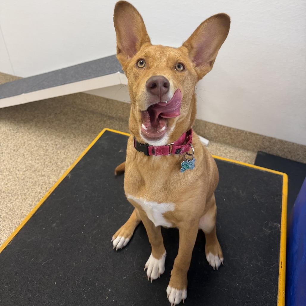 Enlarge Gouda, a Adoptable mixed breed in Tempe, AZ image 6/6