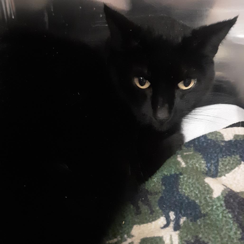 Enlarge Investigator, a Adoptable Domestic Short Hair in Spokane, WA image 1/1