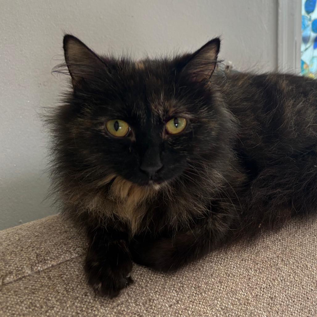 Enlarge Faerie, a Adoptable Domestic Long Hair in Lexington, KY image 1/6