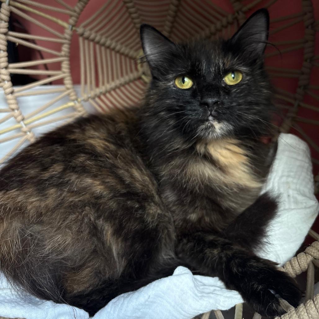 Enlarge Faerie, a Adoptable Domestic Long Hair in Lexington, KY image 2/6