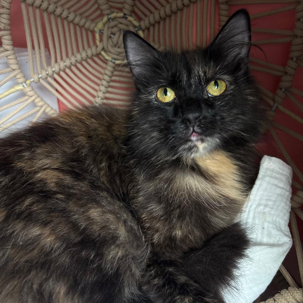 Enlarge Faerie, a Adoptable Domestic Long Hair in Lexington, KY image 3/6