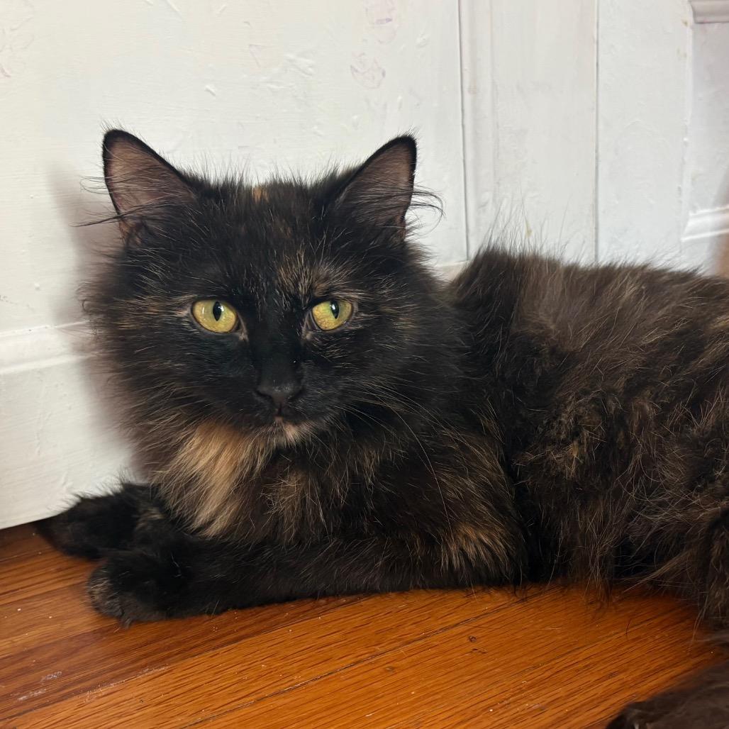 Enlarge Faerie, a Adoptable Domestic Long Hair in Lexington, KY image 4/6