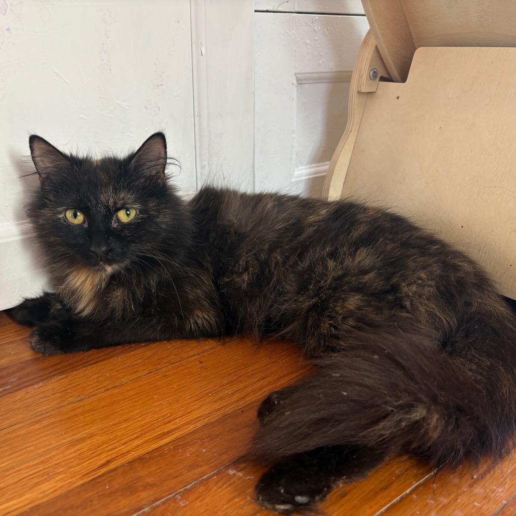 Enlarge Faerie, a Adoptable Domestic Long Hair in Lexington, KY image 5/6