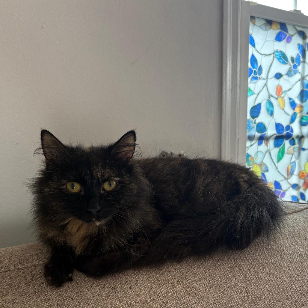 Enlarge Faerie, a Adoptable Domestic Long Hair in Lexington, KY image 6/6