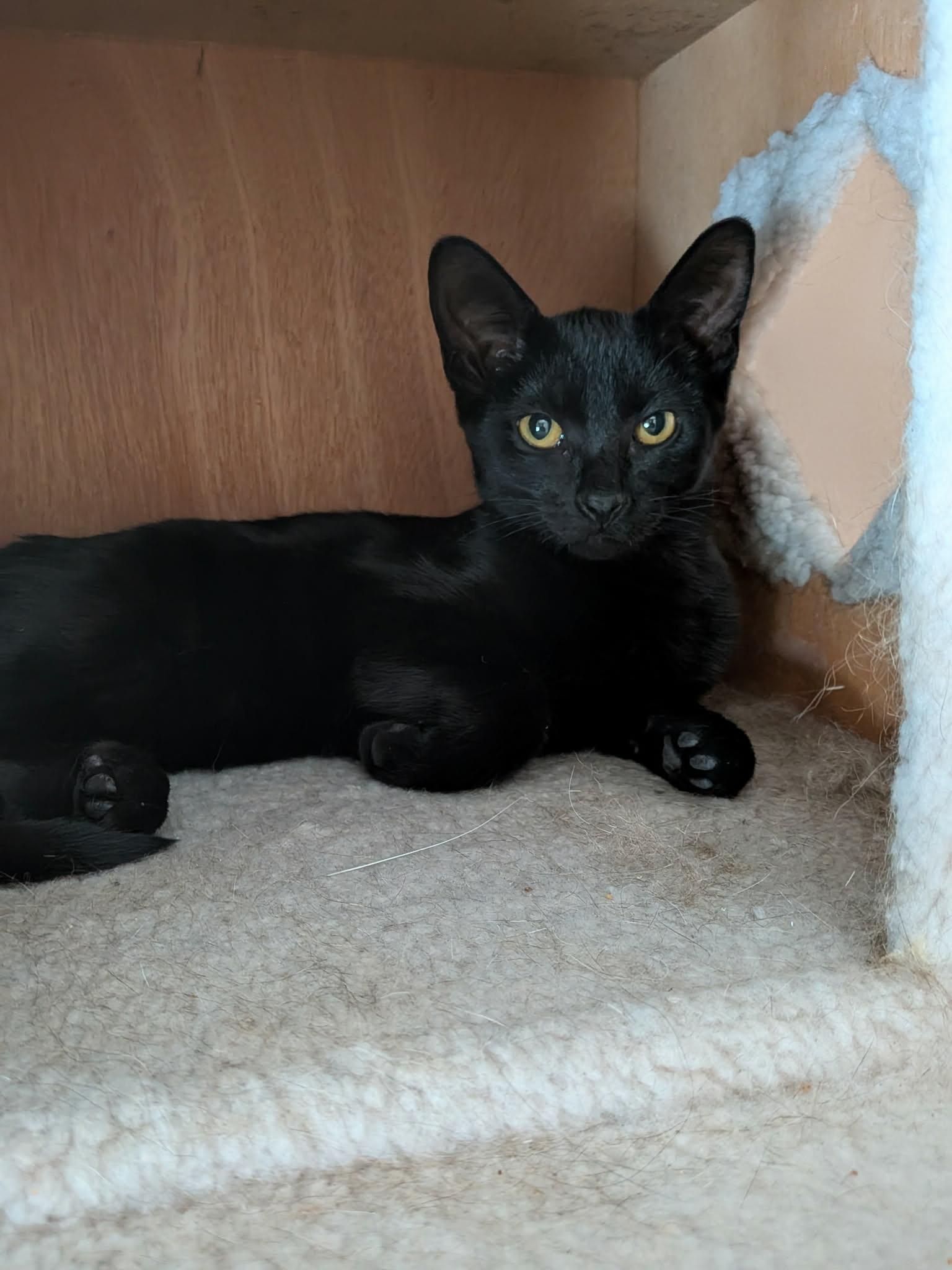 Enlarge Peppermint, an adoptable American Shorthair in Wadsworth, IL image 2/2