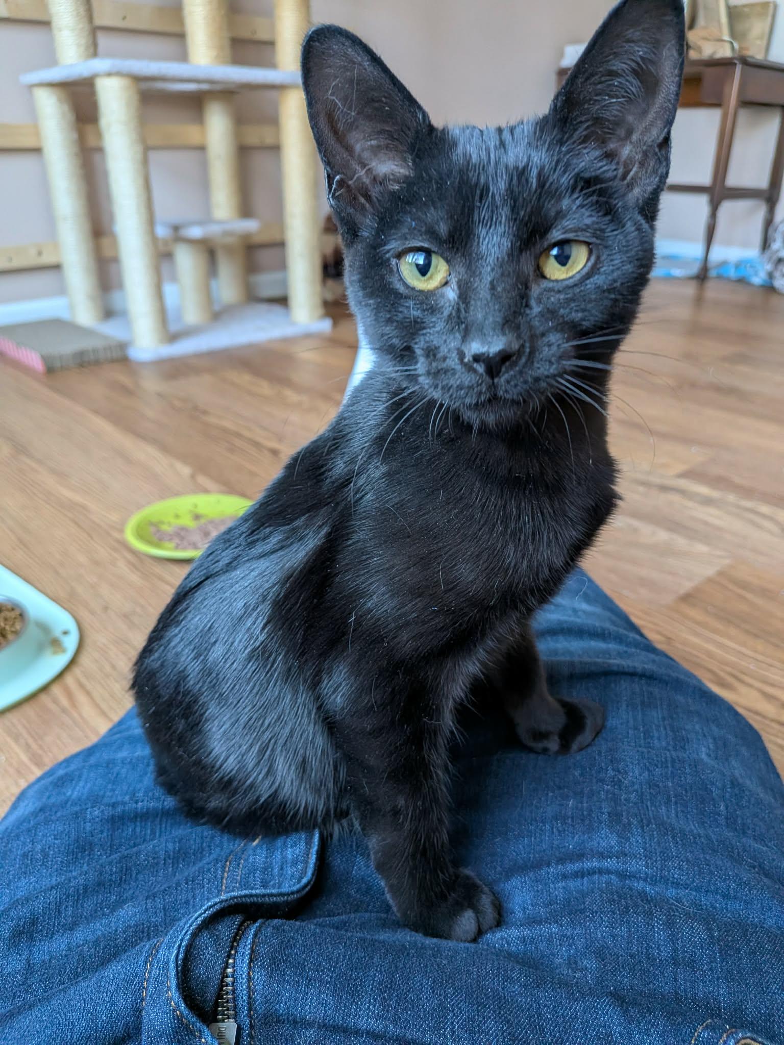 Peppermint, adoptable, Kitten Female American Shorthair.