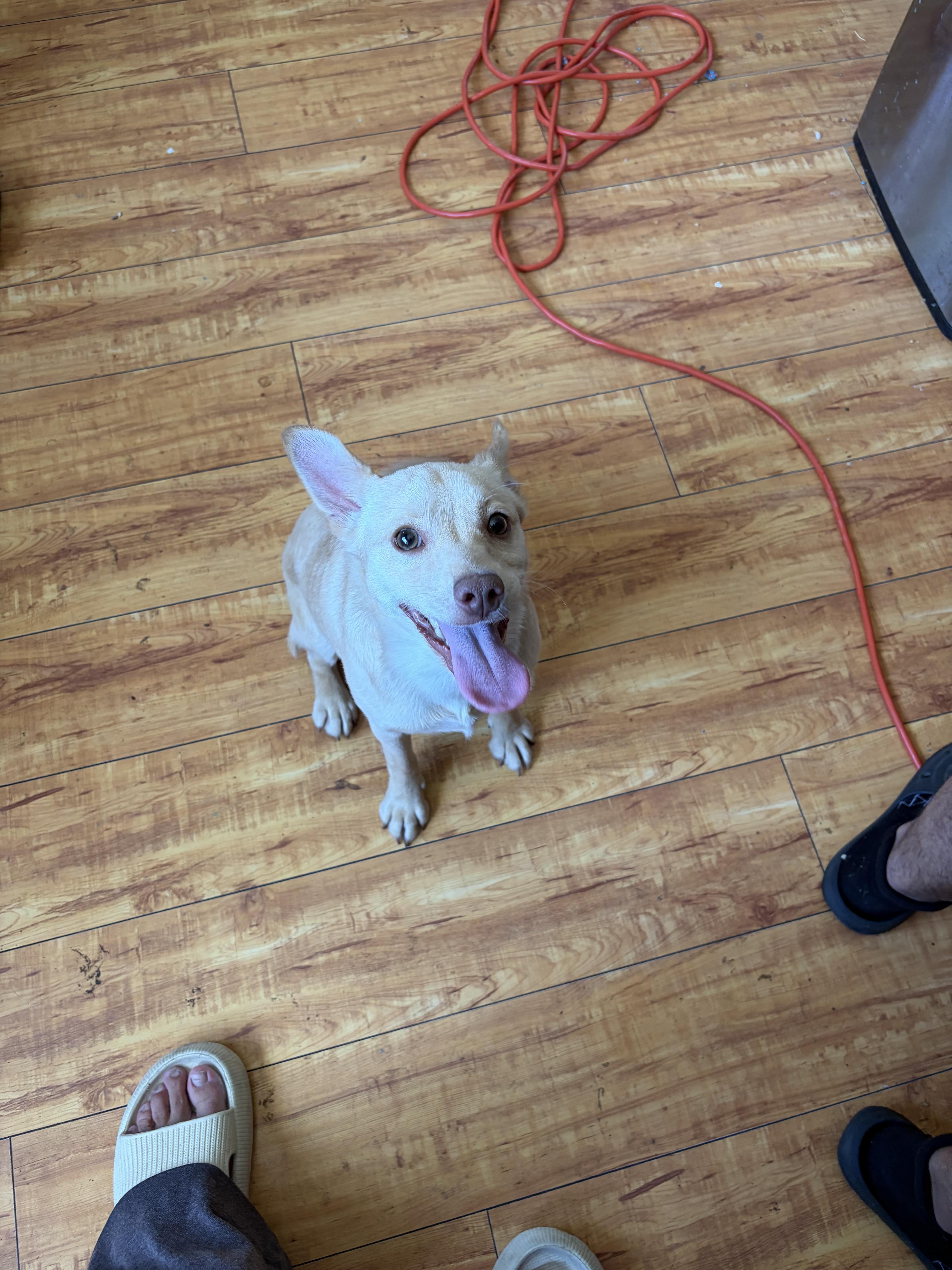 Bailey, ADOPTABLE, Puppy Female Yellow Labrador Retriever & Chihuahua.