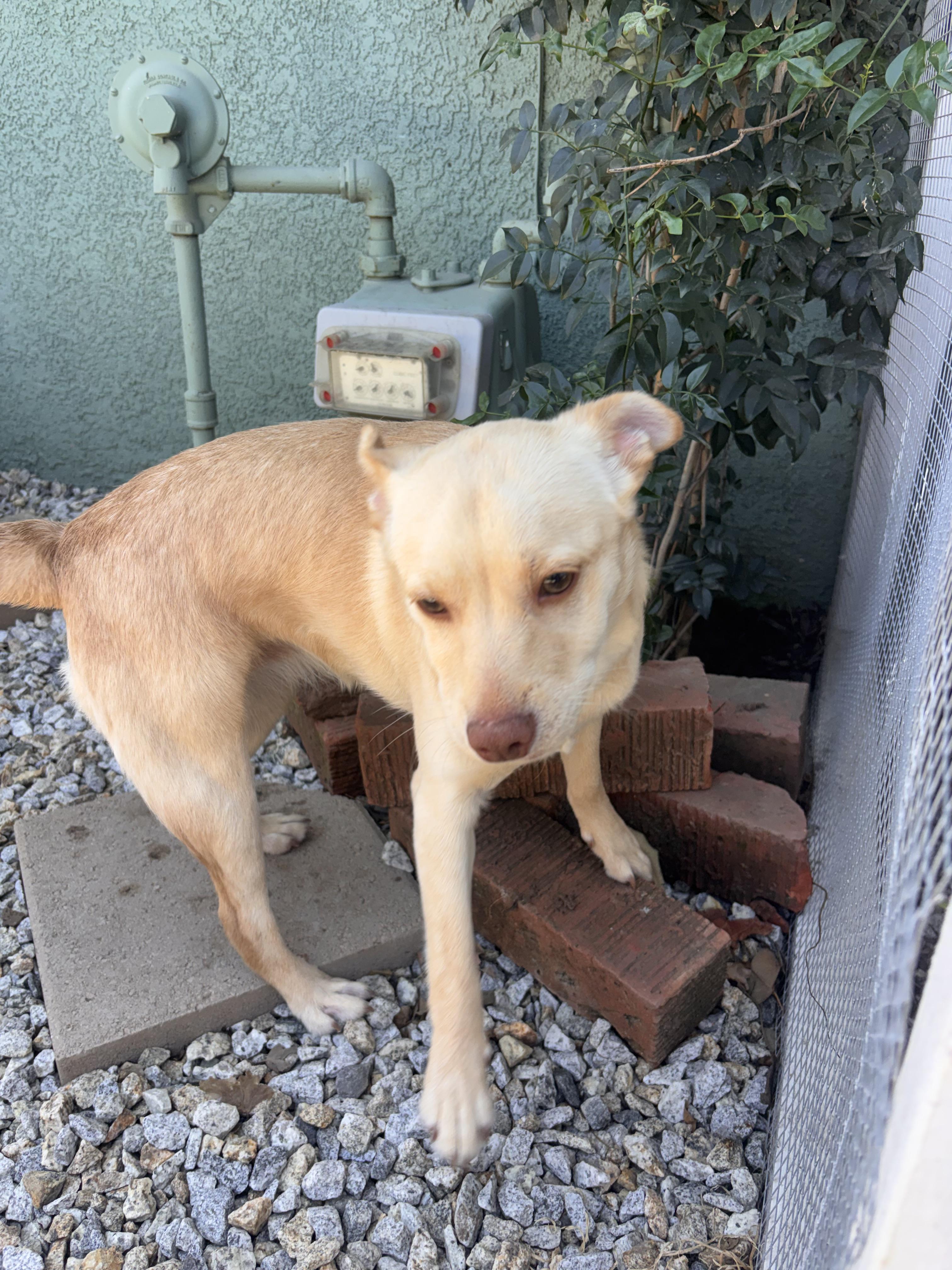 Bailey, a ADOPTABLE mixed breed in Corona, CA image 4/5