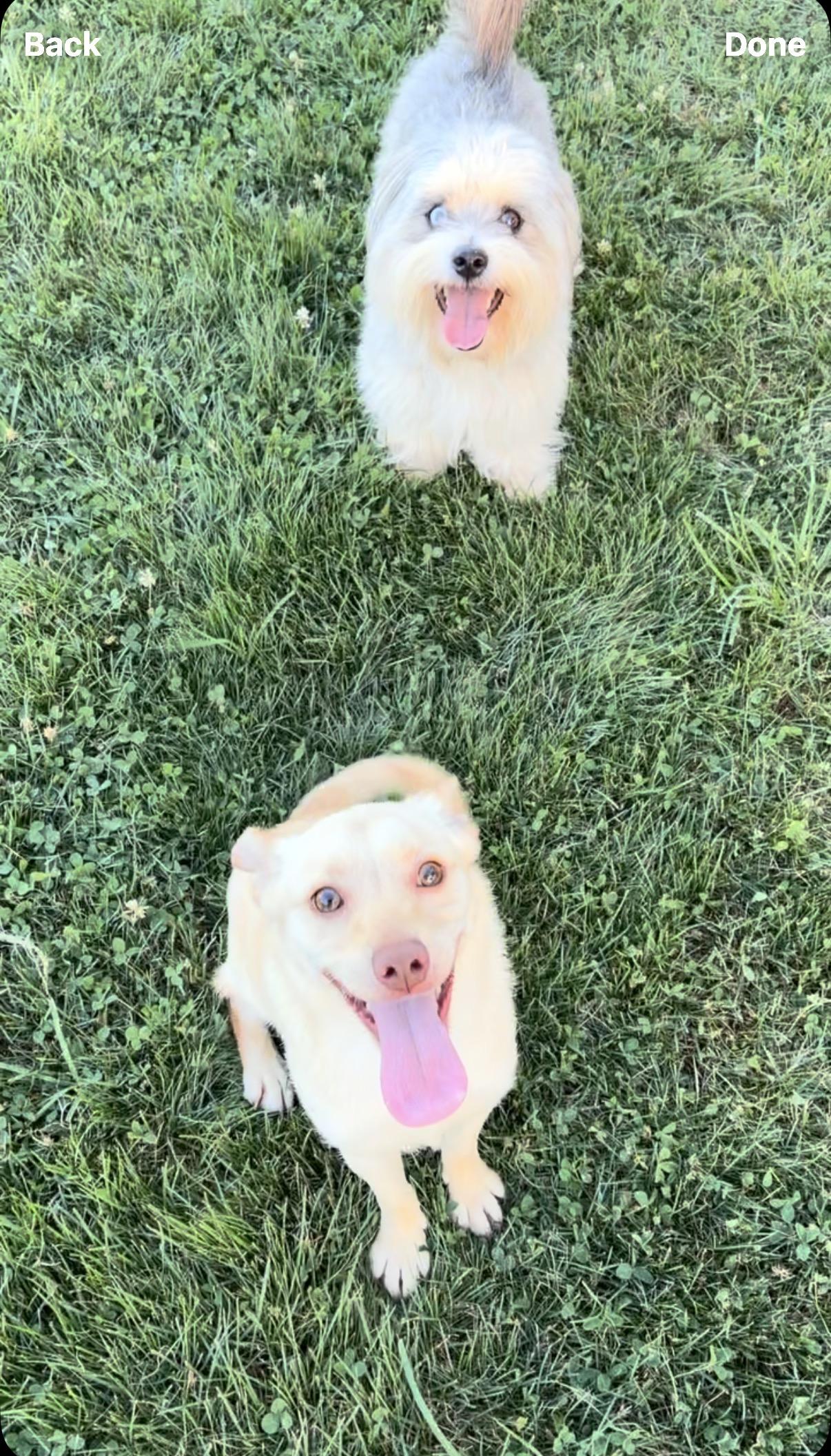 Bailey, ADOPTABLE, Puppy Female Yellow Labrador Retriever & Chihuahua.