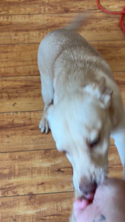 Enlarge Bailey, a ADOPTABLE mixed breed in Corona, CA video 5/5
