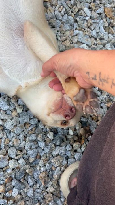 Enlarge Bailey, a ADOPTABLE mixed breed in Corona, CA video 3/5