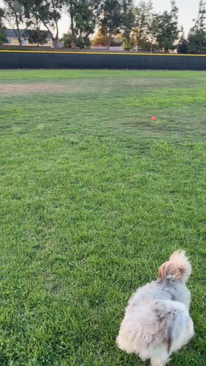 Enlarge Bailey, a ADOPTABLE mixed breed in Corona, CA video 3/3