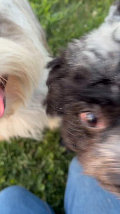 Enlarge Bailey, a ADOPTABLE mixed breed in Corona, CA video 2/3