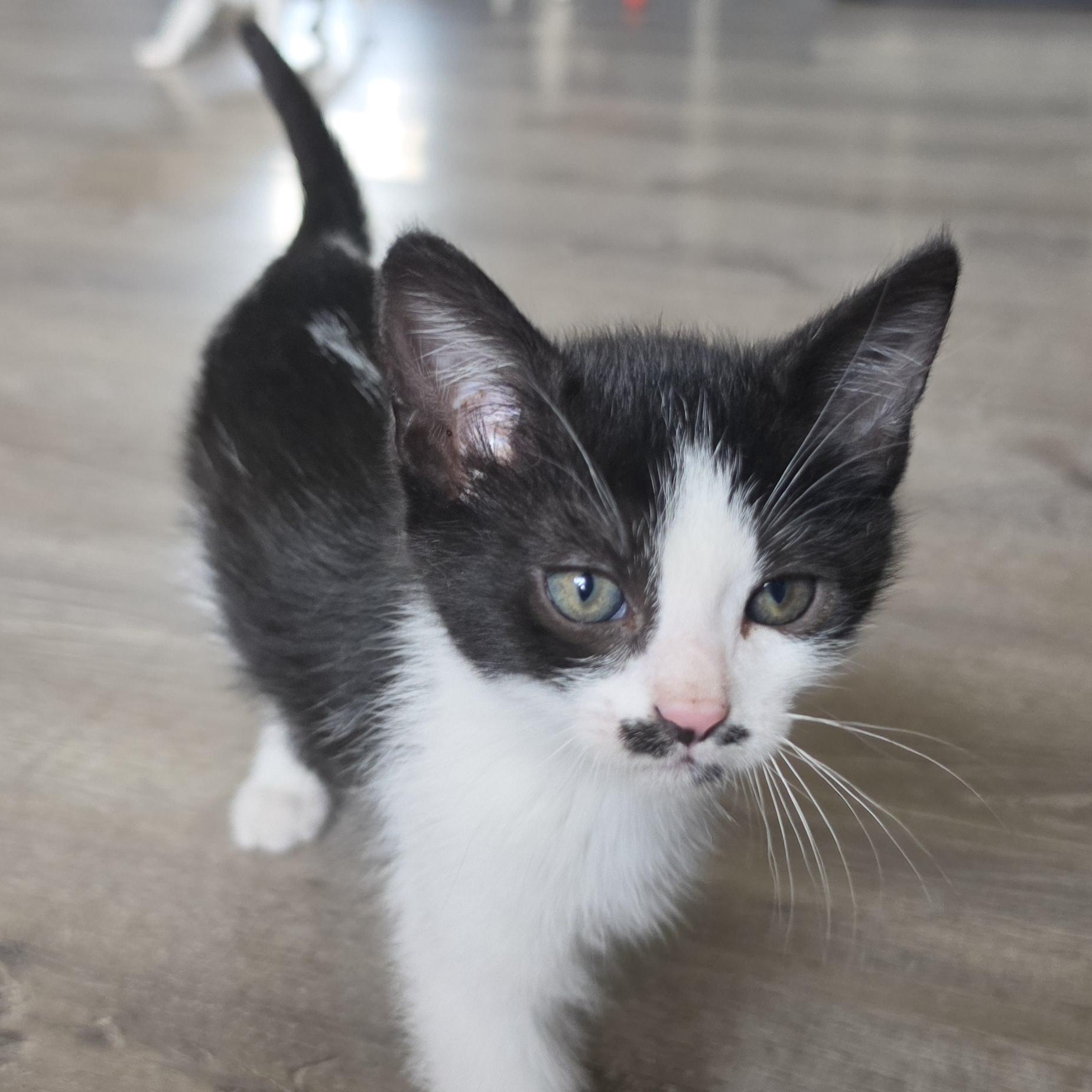 Enlarge Shawn, a Adoptable Domestic Medium Hair in Portland, OR image 2/3