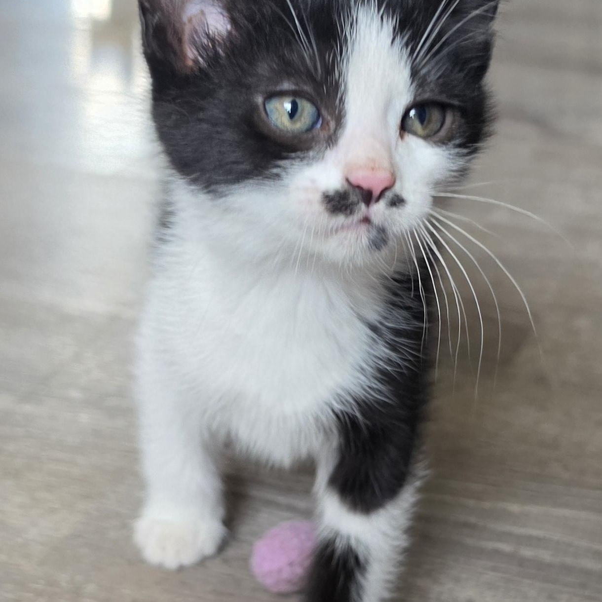 Shawn, Adoptable, Kitten Male Domestic Medium Hair.