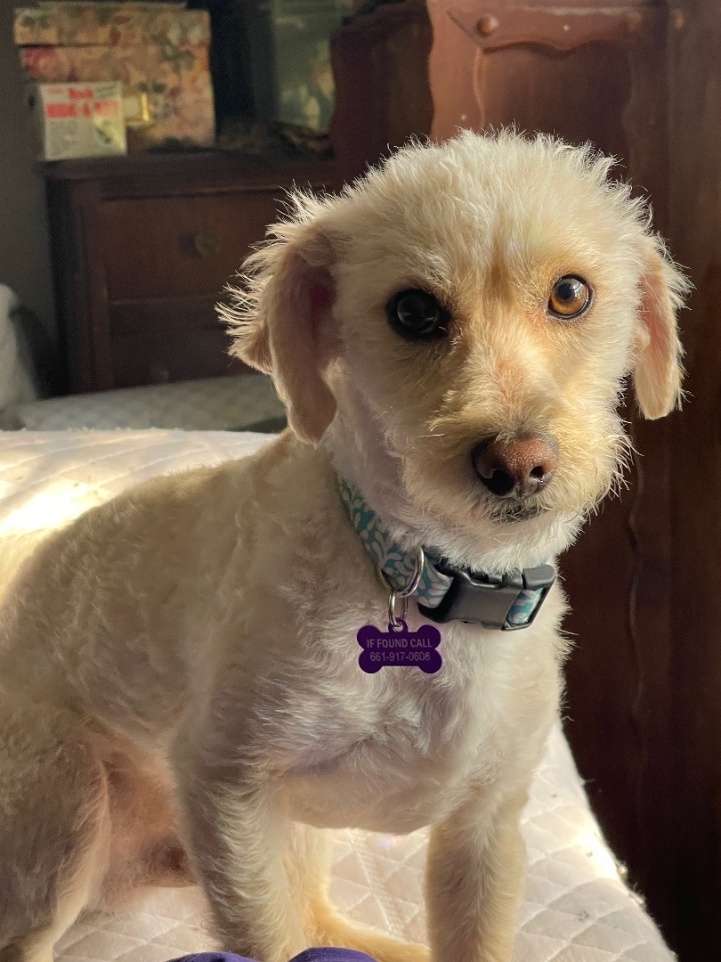 Enlarge WINSTON WIGGLESWORTH, a Adopted mixed breed in Seattle, WA image 5/6