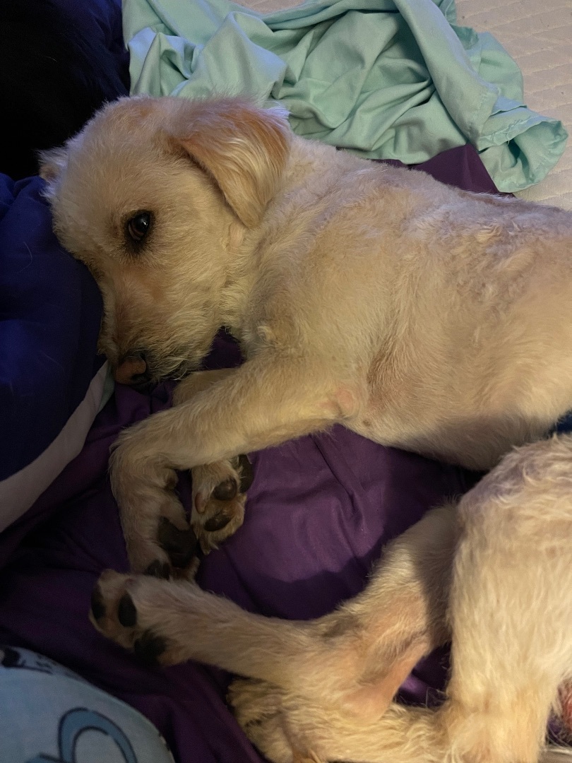 WINSTON WIGGLESWORTH, Adopted, Young Male Lakeland Terrier & Wheaten Terrier.