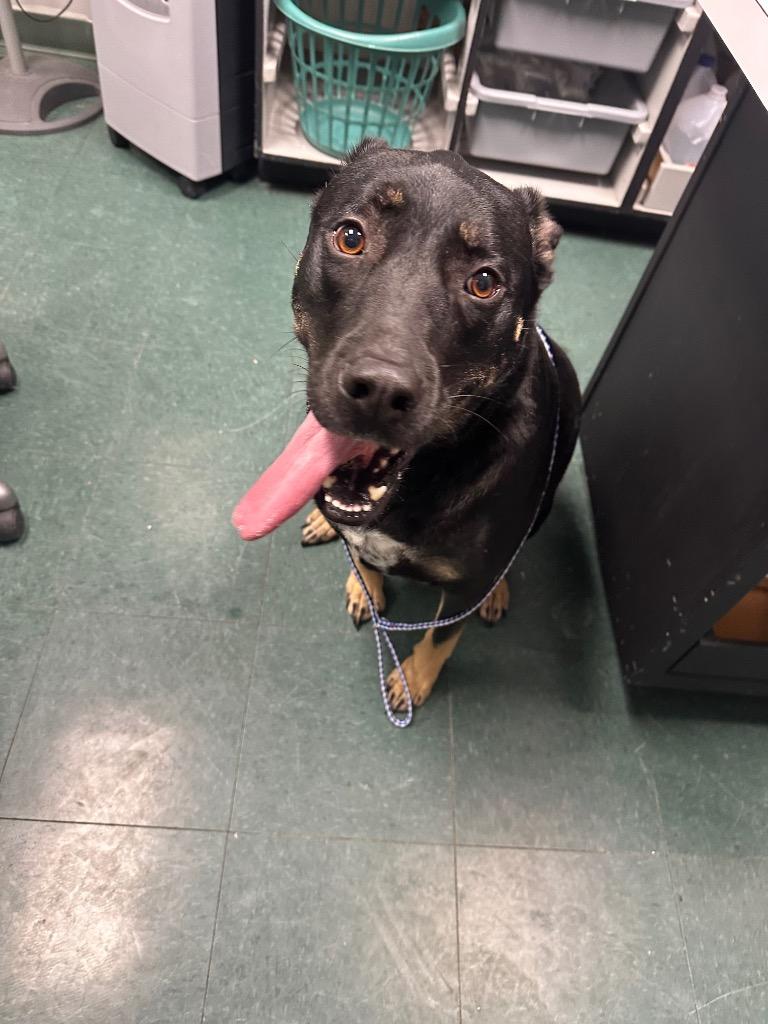 Mac, Adoptable, Adult Male Mixed Breed.