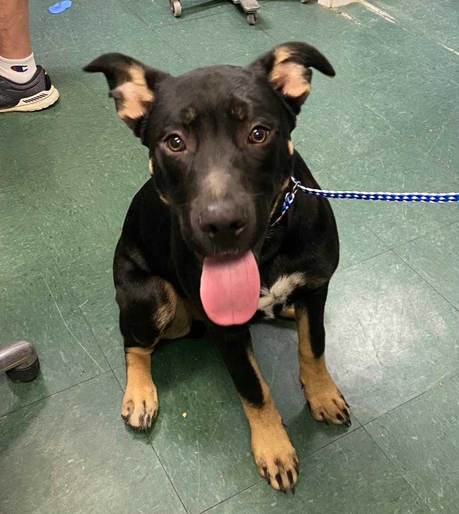 Enlarge Mac, a Adoptable Mixed Breed in Jonesboro, AR image 3/5