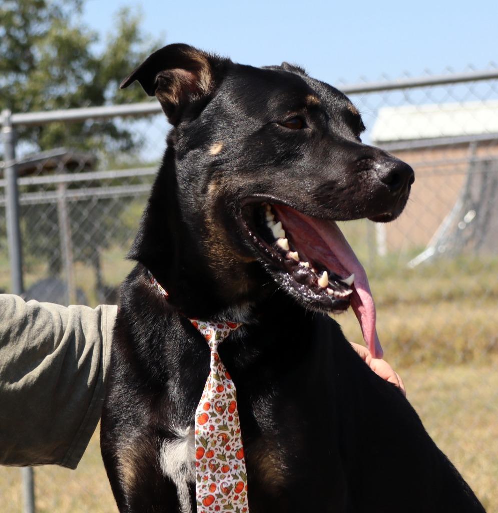 Enlarge Mac, a Adoptable Mixed Breed in Jonesboro, AR image 4/5