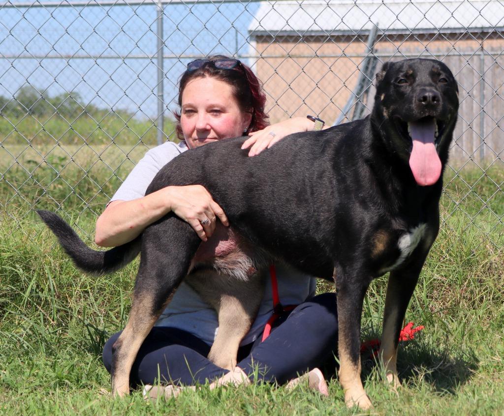 Enlarge Mac, a Adoptable Mixed Breed in Jonesboro, AR image 5/5