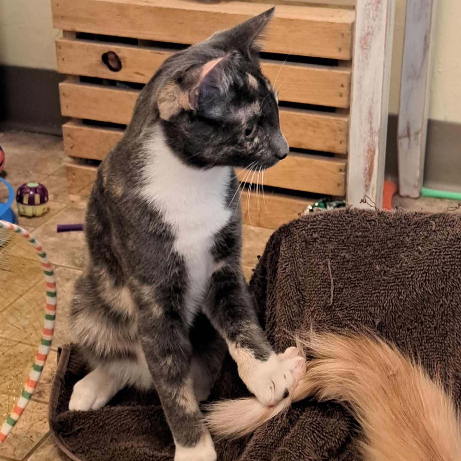 Enlarge Denali, a Adoptable Dilute Tortoiseshell in Portland, OR image 3/3