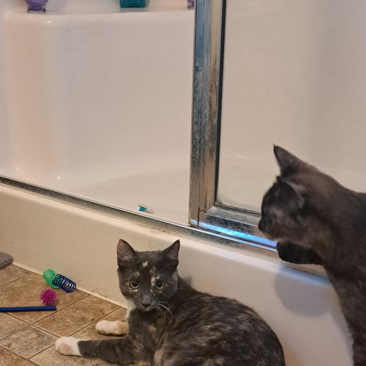 Enlarge Denali, a Adoptable Dilute Tortoiseshell in Portland, OR image 2/3