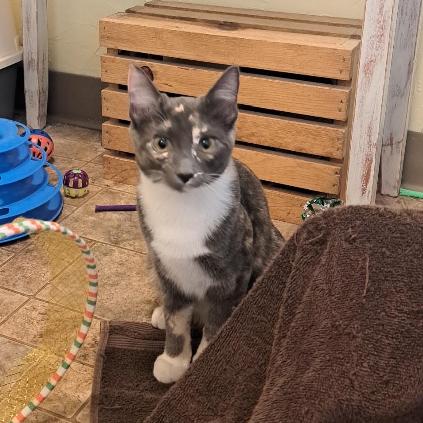 Denali, Adoptable, Kitten Female Dilute Tortoiseshell.