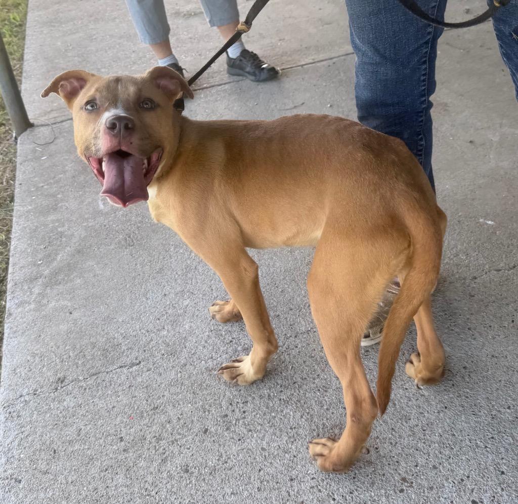 Enlarge Jessie, a Adoptable mixed breed in Quinlan, TX image 1/3